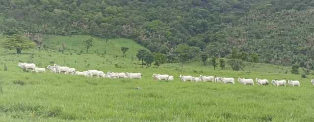 Fazenda - 1286,5 hectares