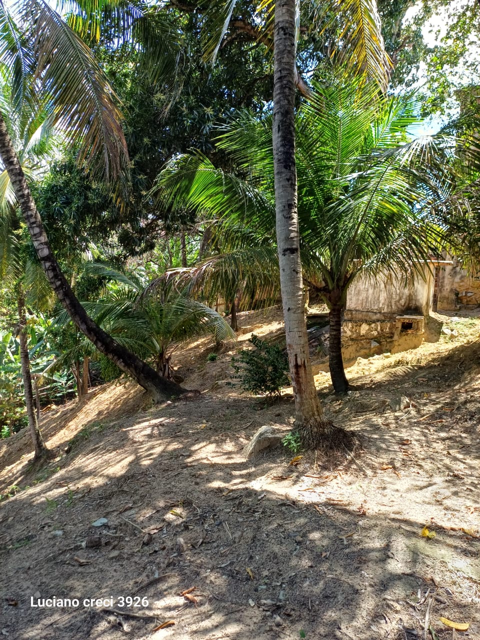 SITIO EM PARIPUEIRA - ALAGOAS