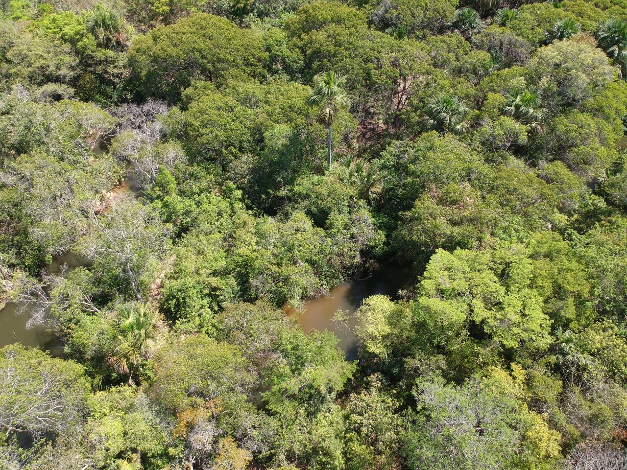 Fazenda 12 mil hectares à Venda no Sul do Piauí