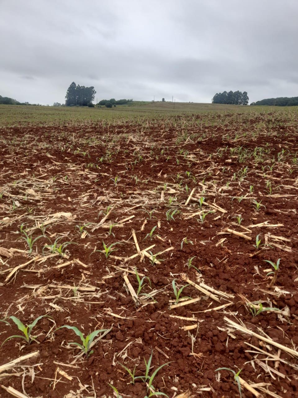 Fazenda Na região de Londrina