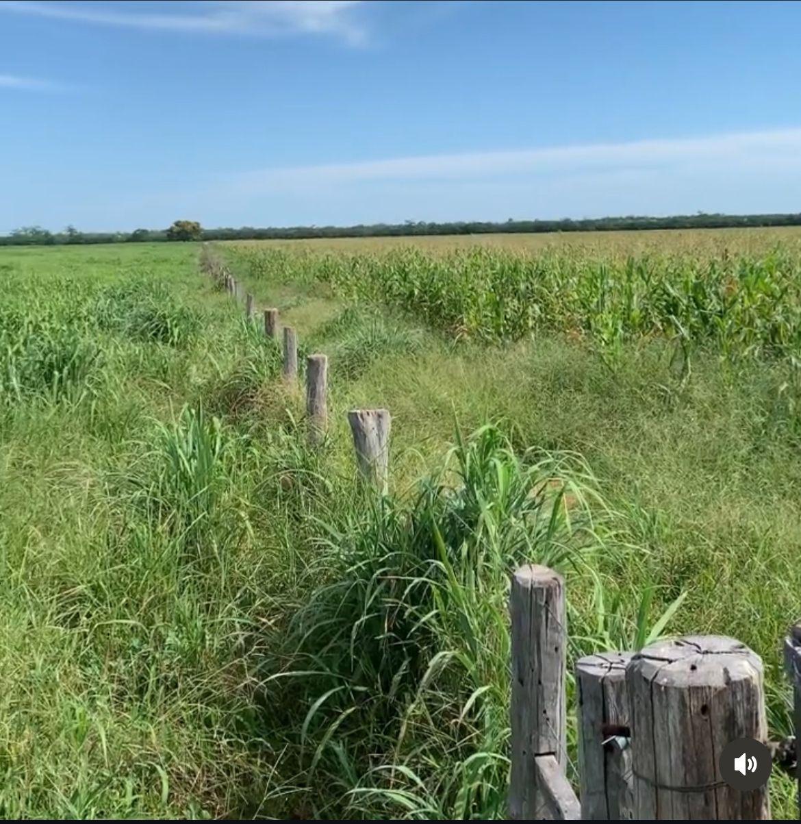 FAZENDA À VENDA OESTE DA BAHIA