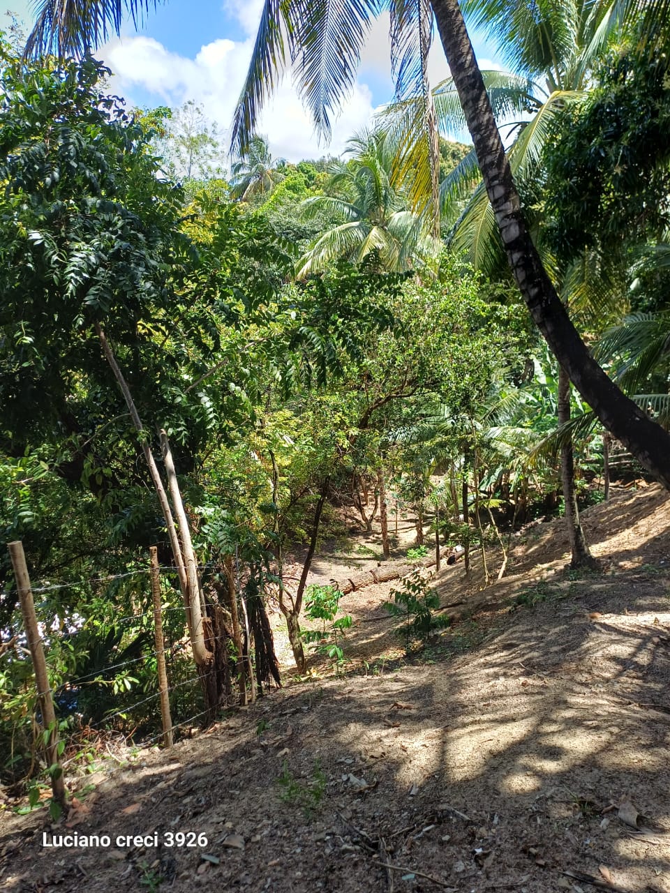 SITIO EM PARIPUEIRA - ALAGOAS