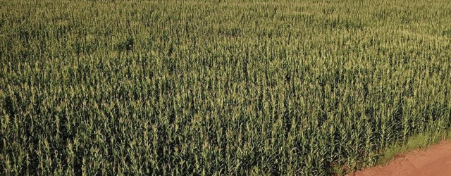 OPORTUNIDADE! FAZENDA DE SOJA E MILHO À VENDA - CAMPO GRANDE - ANHANDUÍ - MS