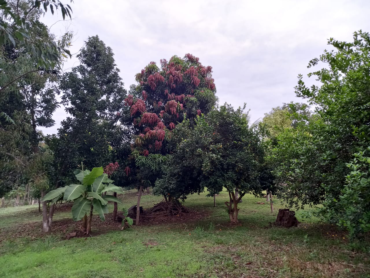 Chácara 6,6 ha - Rio Negro-Ms